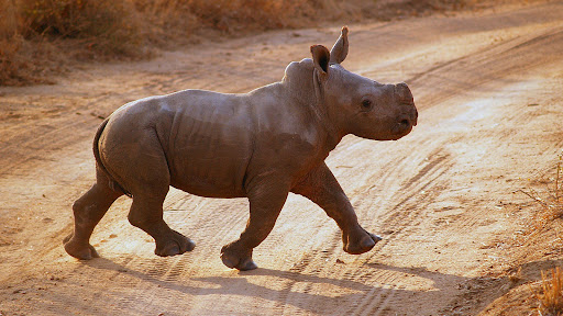 Rhinos Wallpaper Screen 2