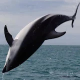 Graceful killer whale icon