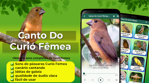 Android application Canto Do Curió Fêmea screenshort