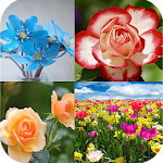 Cover Image of Download Flowers wallpaper  APK