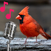Cardinal sounds and calls APK