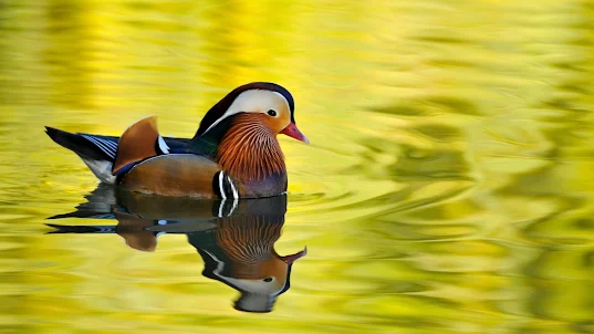 Mandarin Duck Wallpaper HD