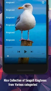 Seagull Sounds
