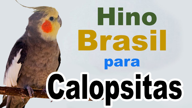 Hino do Brasil para Calopsita - 2 - (Android)
