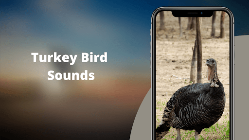 Turkey Sounds Screenshot 1 - AppWisp.com