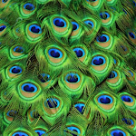 Cover Image of Descargar Peacock Wallpaper  APK