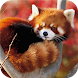 Red Panda Wallpapers - Androidアプリ