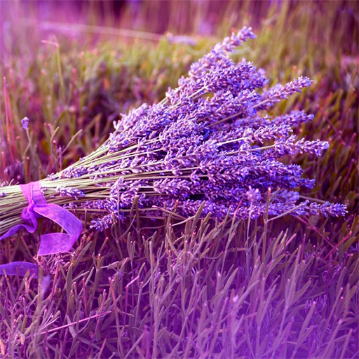 Lavender Wallpapers logo