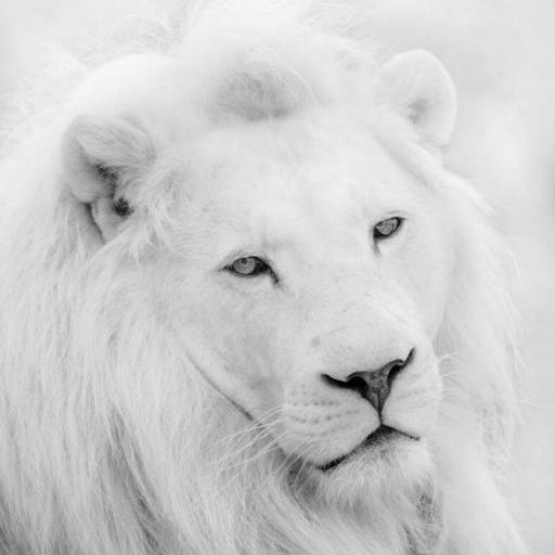Top 94+ imagen fondos de pantalla leones blancos