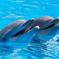 Dolphin HD Dolphin Wallpapers
