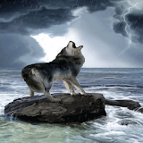 Rainy Wolf Live Wallpaper icon