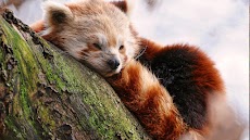 Red Panda. Animals Wallpaperのおすすめ画像2