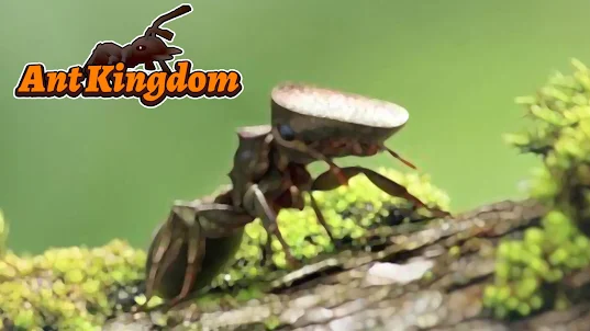 개미 부족: 왕국 시뮬레이터