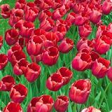 Red Tulips Live Wallpaper HD icon