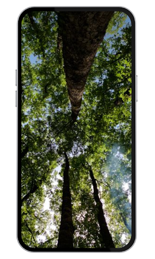 Forest Live Wallpaper