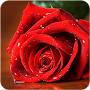 Rose Wallpaper Flower : Rosely