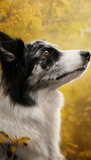 Android application Border Collie Dog Wallpapers screenshort