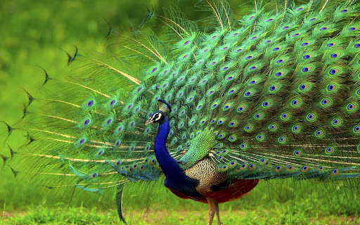 Bird sounds Screen 3