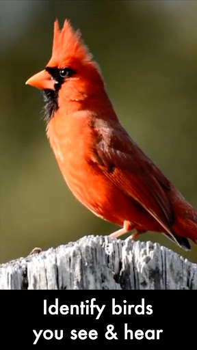 Android application Smart Bird ID screenshort