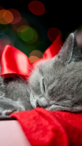 cat cute wallpapers Screen 2