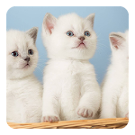 Cover Image of Télécharger Kittens Live Wallpaper 4.0 APK