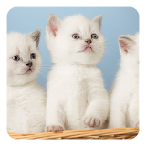 Kittens Live Wallpaper icon