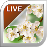 Cherry Blossom Live Wallpaper icon