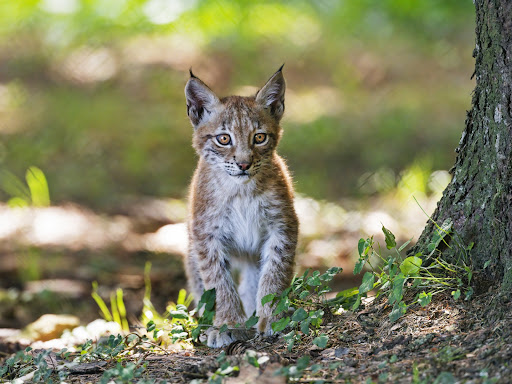 Lynx Wallpapers Screen 3