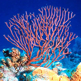 Aquarium Coral Reefs Game icon
