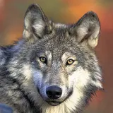 Wolf Gallery & HD Wallpapers icon