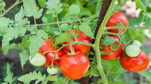 Android application Tomato growing screenshort
