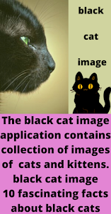 black cat image