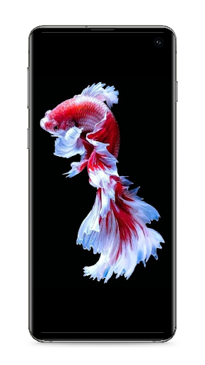 Betta Fish Wallpaper