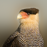 Birds of Patagonia icon