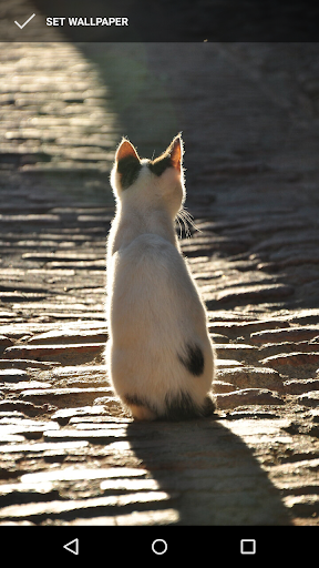 Kitten Wallpapers Screen 2