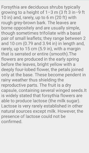 Forsythia Flower Tree