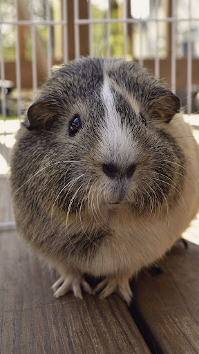 Guinea Pig Wallpapers Screen 3