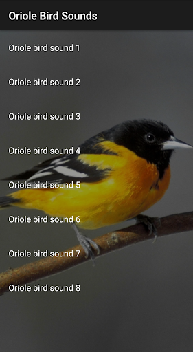 Oriole Bird Sounds Screenshot 2 - AppWisp.com