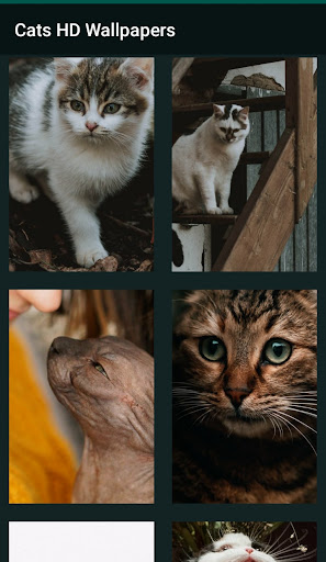 Cats HD Wallpapers Screen 2