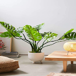 Cover Image of Descargar Philodendron Plant Guide  APK