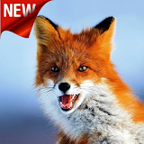 Cute Fox Wallpaper icon
