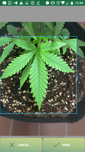 GrowCush - Cannabis detection Screen 2