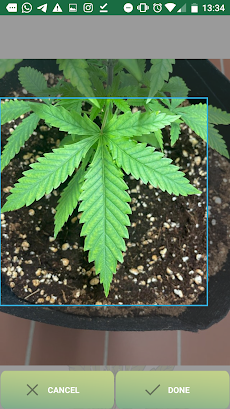 GrowCush - Cannabis deficiency detectionのおすすめ画像2