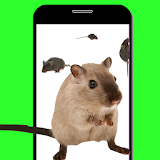 Mouse On Screen Phone icon