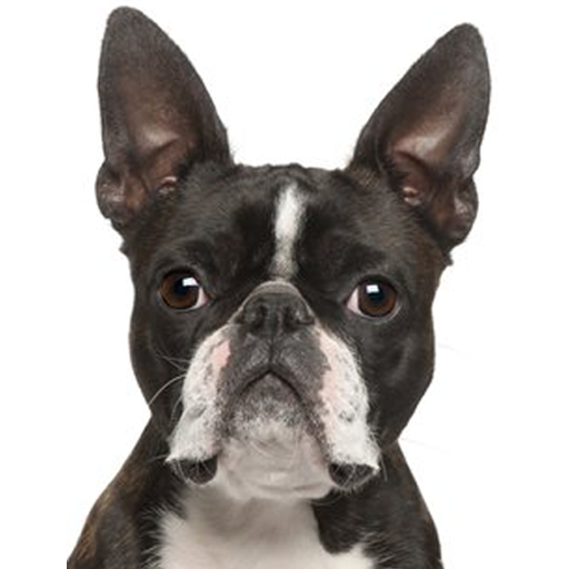 Boston Terrier Dog Sounds
