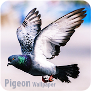 Top 23 Lifestyle Apps Like HD Pigeon Wallpaper - Best Alternatives