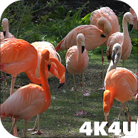 4K Flamingo Video Live Wallpapers
