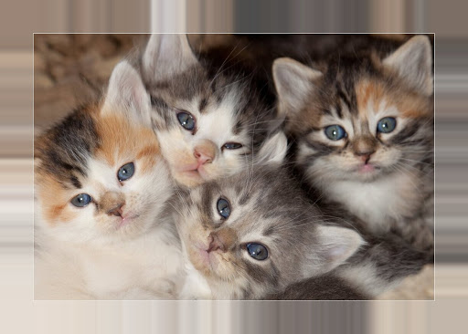Android application Cute kittens wallpapers screenshort
