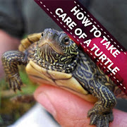 How To Take Care Of A Turtle - A Great Pet