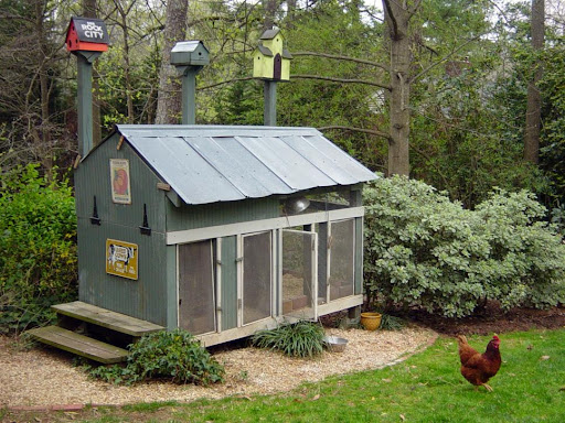 Chicken Coop